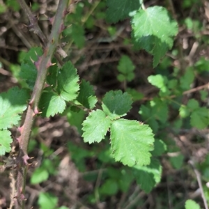 Rubus anglocandicans at Wee Jasper, NSW - 10 Nov 2024 12:07 PM