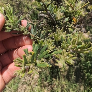 Grevillea alpina at Wee Jasper, NSW - 10 Nov 2024