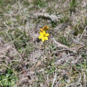 Bulbine bulbosa at Wee Jasper, NSW - 10 Nov 2024 11:59 AM