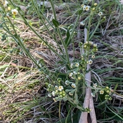 Hackelia suaveolens (Sweet Hounds Tongue) at Wee Jasper, NSW - 10 Nov 2024 by Wildlifewarrior80