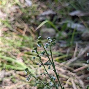 Hackelia suaveolens at Wee Jasper, NSW - 10 Nov 2024 11:57 AM