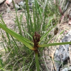 Cyperus (Flat Sedges) at Wee Jasper, NSW - 10 Nov 2024 by Wildlifewarrior80