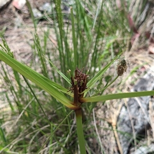 Cyperus sp. at Wee Jasper, NSW - 10 Nov 2024 11:49 AM