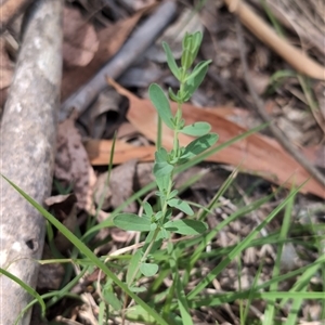 Hypericum perforatum at Wee Jasper, NSW - 10 Nov 2024