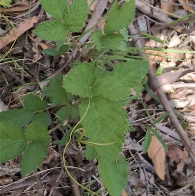 Rubus anglocandicans (Blackberry) at Wee Jasper, NSW - 10 Nov 2024 by Wildlifewarrior80