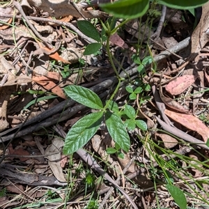 Cullen microcephalum at Wee Jasper, NSW - 10 Nov 2024 11:45 AM