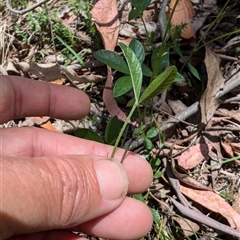 Cullen microcephalum at Wee Jasper, NSW - 10 Nov 2024 11:45 AM