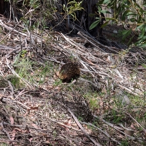 Tachyglossus aculeatus at Wee Jasper, NSW - 10 Nov 2024 11:38 AM