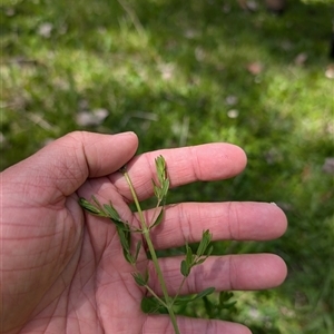 Hypericum perforatum at Wee Jasper, NSW - 10 Nov 2024