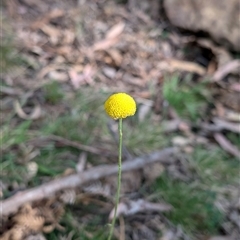 Craspedia variabilis (Common Billy Buttons) at Wee Jasper, NSW - 9 Nov 2024 by Wildlifewarrior80