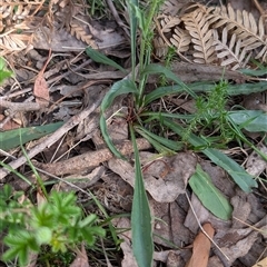 Craspedia variabilis at Wee Jasper, NSW - 10 Nov 2024