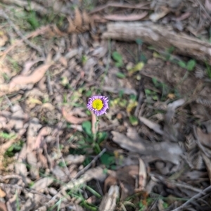 Brachyscome spathulata at Wee Jasper, NSW - 10 Nov 2024 08:34 AM