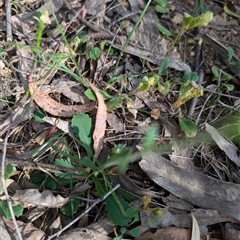 Brachyscome spathulata at Wee Jasper, NSW - 10 Nov 2024 08:34 AM