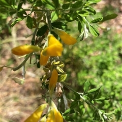 Genista monspessulana (Cape Broom, Montpellier Broom) at Page, ACT - 8 Nov 2024 by JohnGiacon