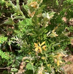 Genista monspessulana at Page, ACT - 8 Nov 2024 12:51 PM