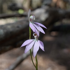 Caladenia carnea (Pink Fingers) at Gundary, NSW - 20 Oct 2024 by RobG1