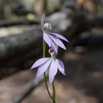 Caladenia carnea (Pink Fingers) at Gundary, NSW - 20 Oct 2024 by RobG1