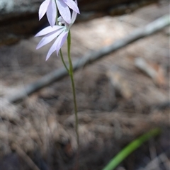 Caladenia carnea at Gundary, NSW - 20 Oct 2024