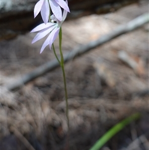 Caladenia carnea at Gundary, NSW - 20 Oct 2024