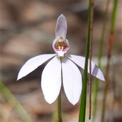 Caladenia carnea at Gundary, NSW - 20 Oct 2024