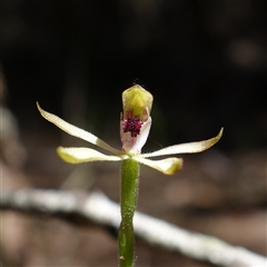 Caladenia transitoria (Green Caps) at Gundary, NSW - 20 Oct 2024 by RobG1