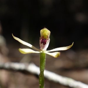 Caladenia transitoria at Gundary, NSW - 20 Oct 2024