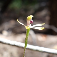 Caladenia transitoria at Gundary, NSW - 20 Oct 2024