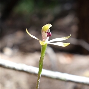 Caladenia transitoria at Gundary, NSW - 20 Oct 2024