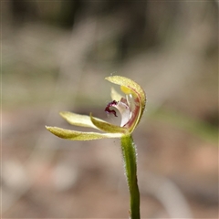 Caladenia transitoria at Gundary, NSW - suppressed