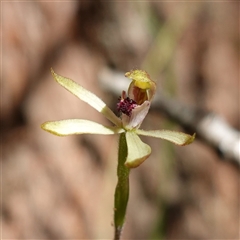 Caladenia transitoria at Gundary, NSW - 20 Oct 2024