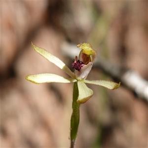 Caladenia transitoria at Gundary, NSW - 20 Oct 2024