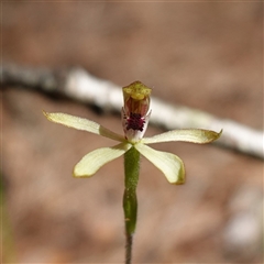 Caladenia transitoria at Gundary, NSW - 20 Oct 2024