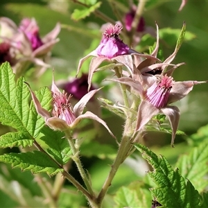 Rubus parvifolius at West Wodonga, VIC by KylieWaldon