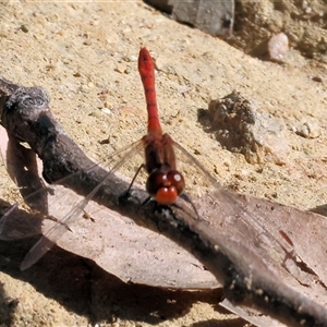 Diplacodes bipunctata at West Wodonga, VIC - 10 Nov 2024