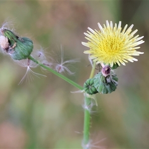 Sonchus asper at West Wodonga, VIC by KylieWaldon