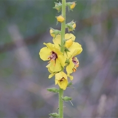 Verbascum virgatum at West Wodonga, VIC - 9 Nov 2024 by KylieWaldon