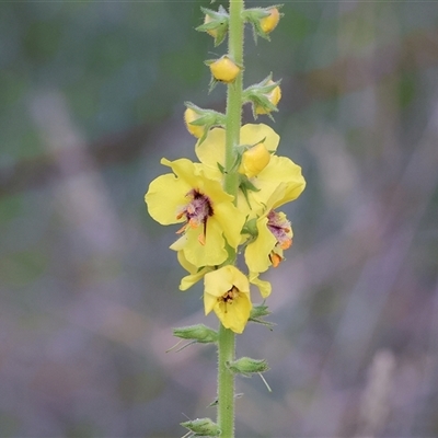 Verbascum virgatum at West Wodonga, VIC - 9 Nov 2024 by KylieWaldon