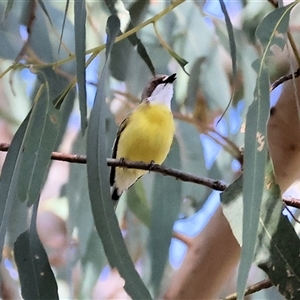 Gerygone olivacea (White-throated Gerygone) at West Wodonga, VIC by KylieWaldon