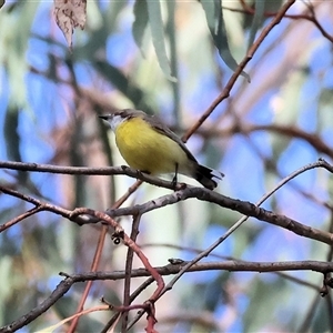 Gerygone olivacea at West Wodonga, VIC - 10 Nov 2024 07:52 AM