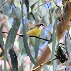 Gerygone olivacea at West Wodonga, VIC - 10 Nov 2024