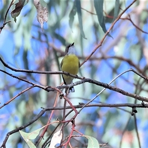 Gerygone olivacea at West Wodonga, VIC - 10 Nov 2024