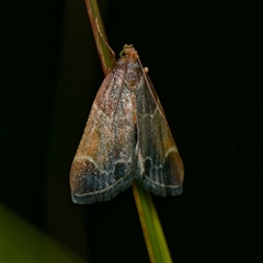 Pyralis farinalis (Meal Moth (Pyralinae) at Harrison, ACT - 9 Nov 2024 by DPRees125