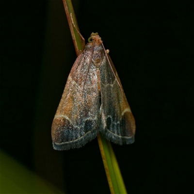 Pyralis farinalis (Meal Moth) at Harrison, ACT - 9 Nov 2024 by DPRees125