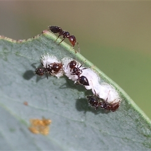 Crematogaster sp. (genus) at West Wodonga, VIC by KylieWaldon