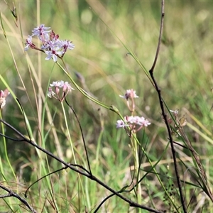 Burchardia umbellata at West Wodonga, VIC by KylieWaldon