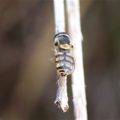 Simosyrphus grandicornis (Common hover fly) at West Wodonga, VIC - 10 Nov 2024 by KylieWaldon