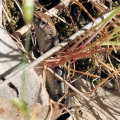 Unidentified Skink at West Wodonga, VIC - 10 Nov 2024 by KylieWaldon