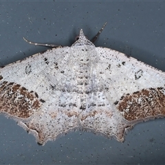 Dissomorphia australiaria (Dashed Geometrid, Ennominae) at Rosedale, NSW - 9 Nov 2024 by jb2602