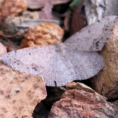 Taxeotis (genus) at West Wodonga, VIC - 9 Nov 2024 by KylieWaldon