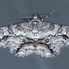 Cleora displicata (A Cleora Bark Moth (Boarmiini) at Rosedale, NSW - 9 Nov 2024 by jb2602